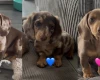 Dachshund (Miniature Smooth Haired)