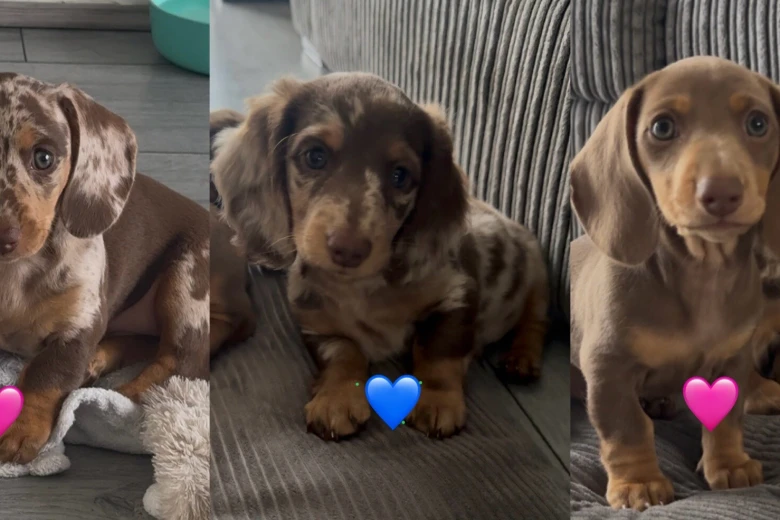 Dachshund (Miniature Smooth Haired)