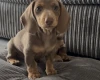 Dachshund (Miniature Smooth Haired)