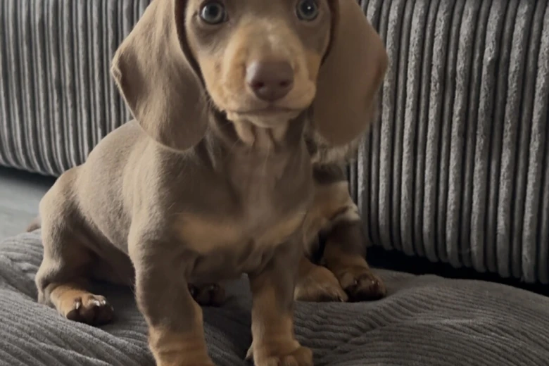 Dachshund (Miniature Smooth Haired)