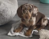 Dachshund (Miniature Smooth Haired)