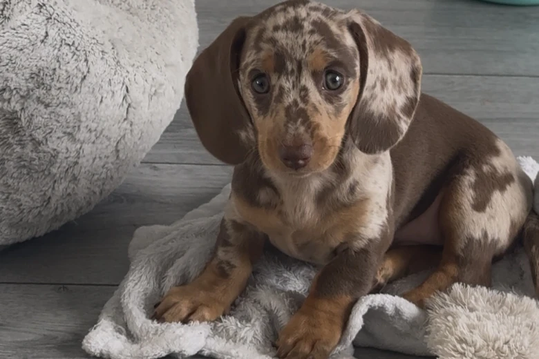 Dachshund (Miniature Smooth Haired)