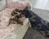 Dachshund (Miniature Smooth Haired)