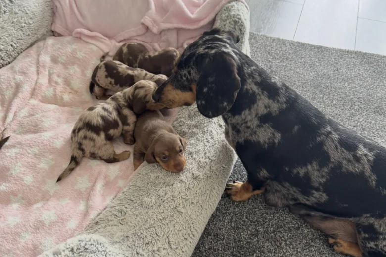 Dachshund (Miniature Smooth Haired)