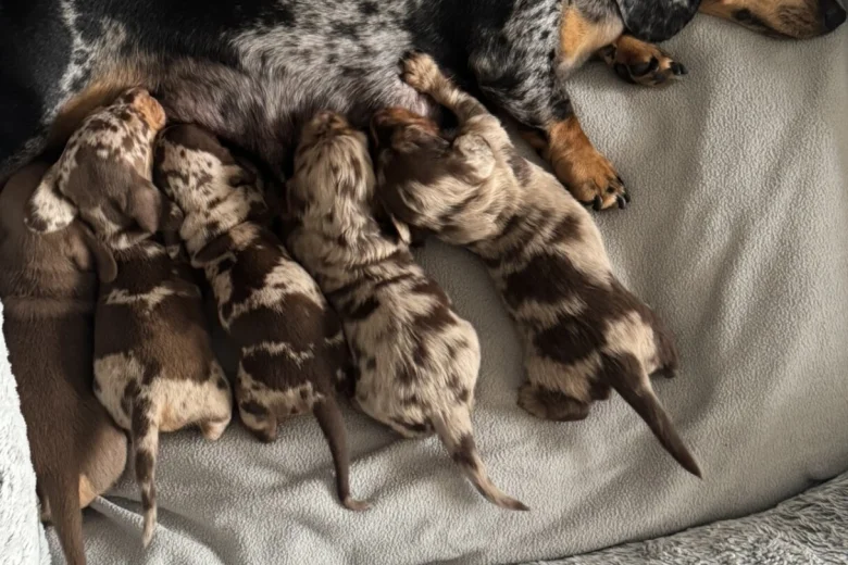 Dachshund (Miniature Smooth Haired)