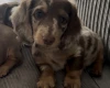 Dachshund (Miniature Smooth Haired)