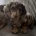 Dachshund (Miniature Smooth Haired)