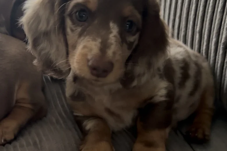 Dachshund (Miniature Smooth Haired)