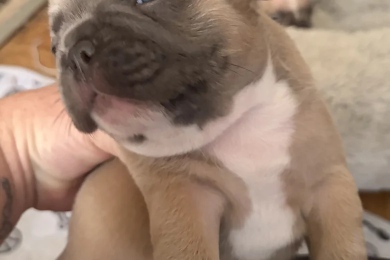 French Bulldog