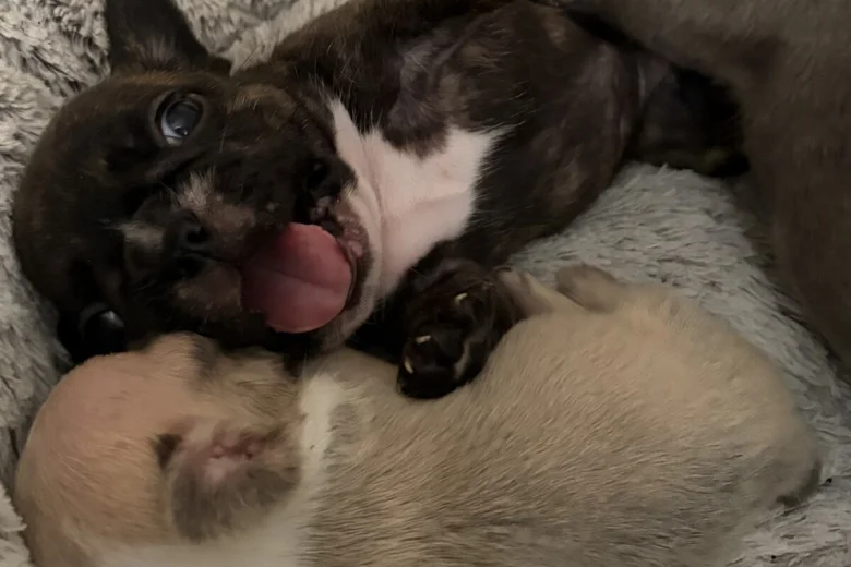 French Bulldog