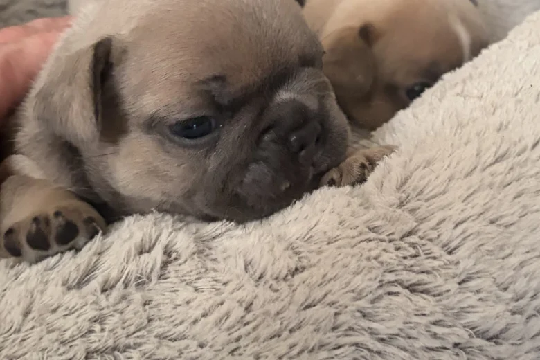 French Bulldog