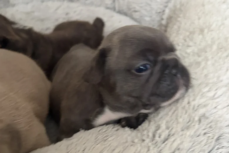 French Bulldog