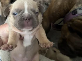 French Bulldog