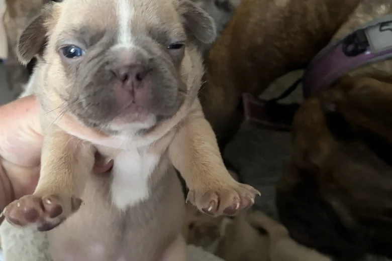 French Bulldog