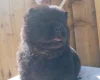 Chow Chow