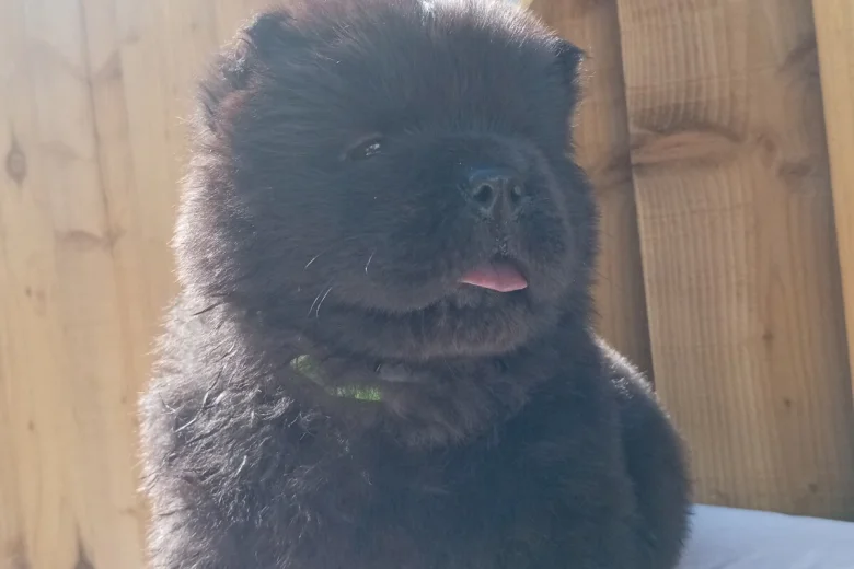 Chow Chow