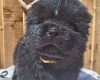 Chow Chow