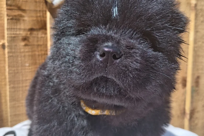 Chow Chow