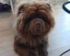 Chow Chow