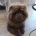 Chow Chow
