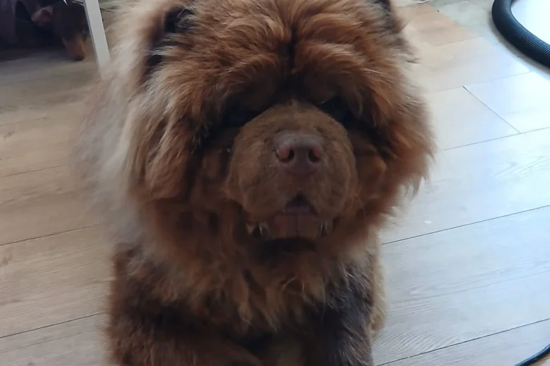 Chow Chow