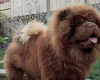 Chow Chow