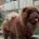 Chow Chow