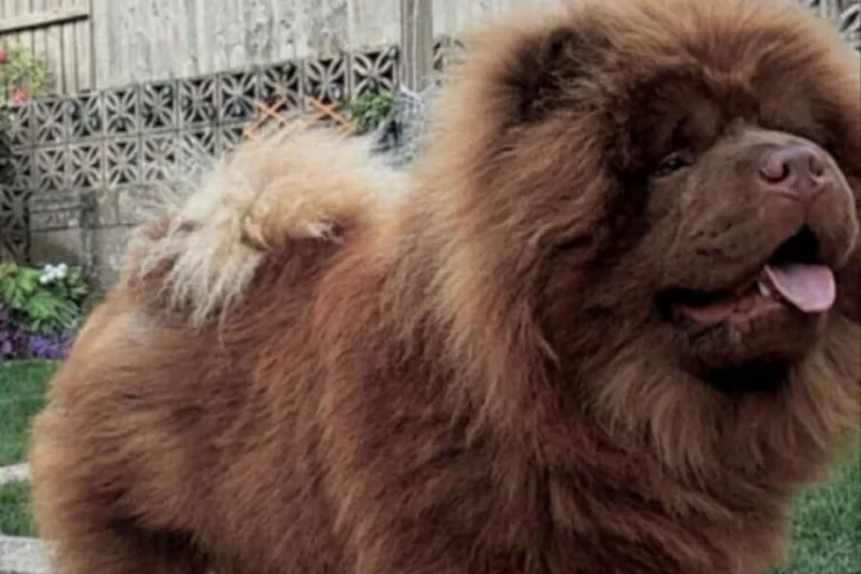 Chow Chow