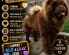 Chow Chow