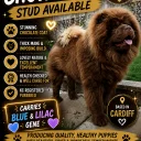 Chow Chow