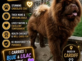 Chow Chow