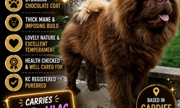 Chow Chow