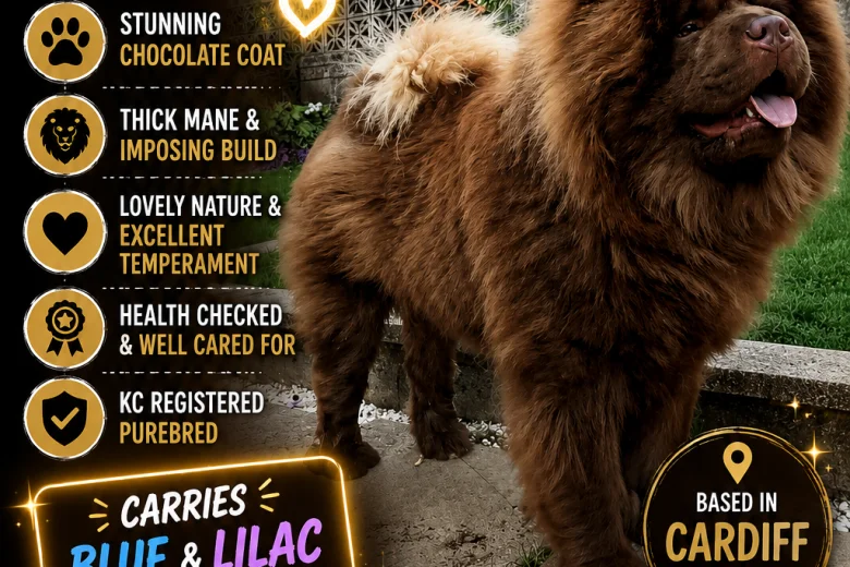Chow Chow