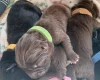 Chow Chow