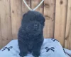 Chow Chow