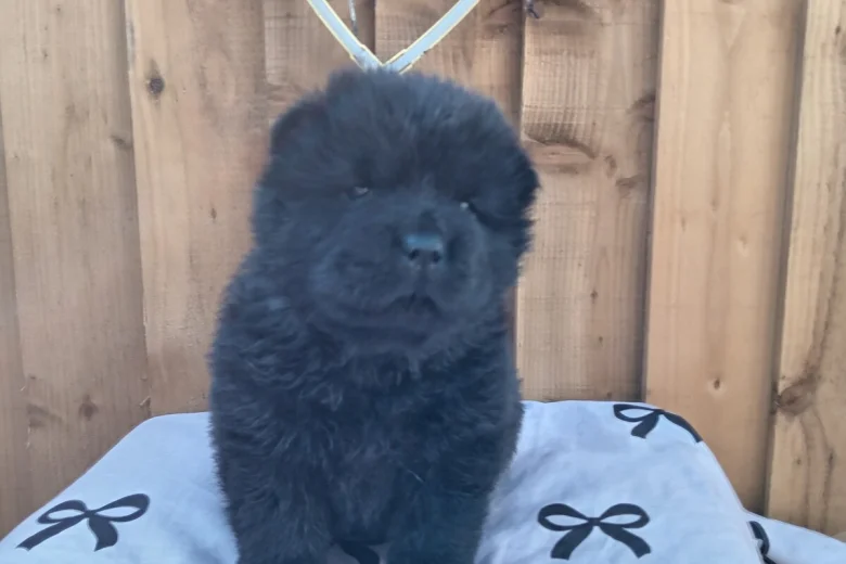 Chow Chow