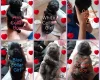 Chow Chow