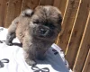 Chow Chow