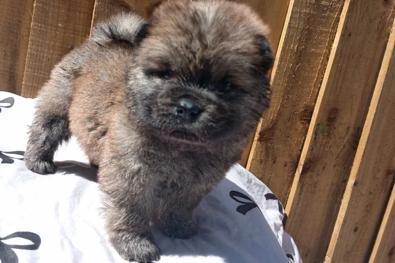 Chow Chow