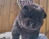 Chow Chow