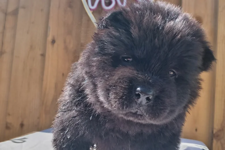 Chow Chow