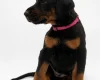 Doberman