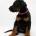 Doberman