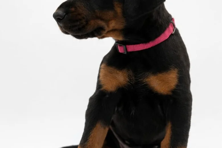Doberman