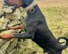 Doberman