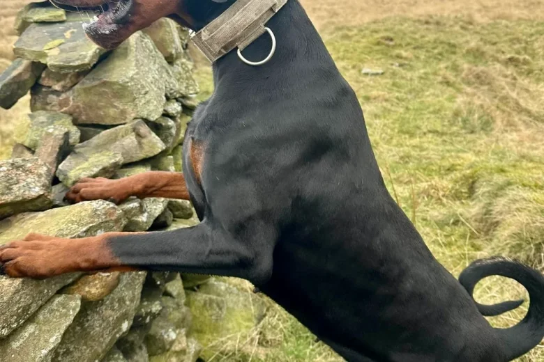 Doberman