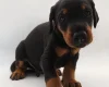 Doberman
