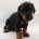 Doberman
