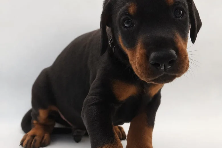 Doberman