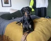 Doberman